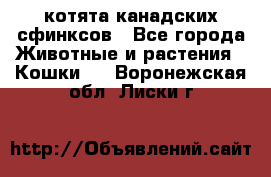 котята канадских сфинксов - Все города Животные и растения » Кошки   . Воронежская обл.,Лиски г.